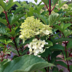 Hortenzia metlinatá (Hydrangea paniculata) ´SILVER DOLLAR´ - výška 20-30 cm, kont. C2L